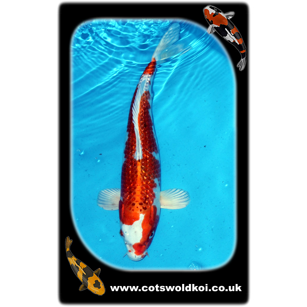 Kajaku ref0027 Cotswold Koi
