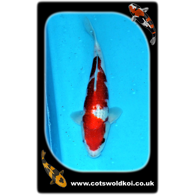goshiki ref013 Cotswold Koi