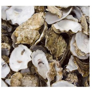 Oyster Shells