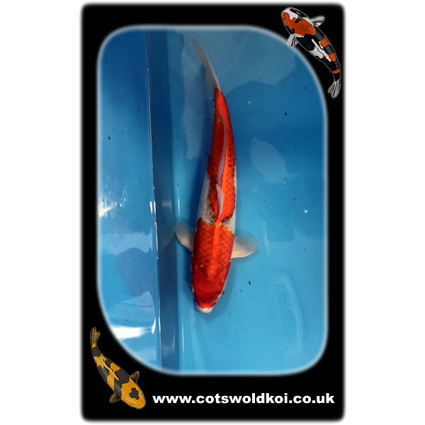 ref0041 Cotswold Koi
