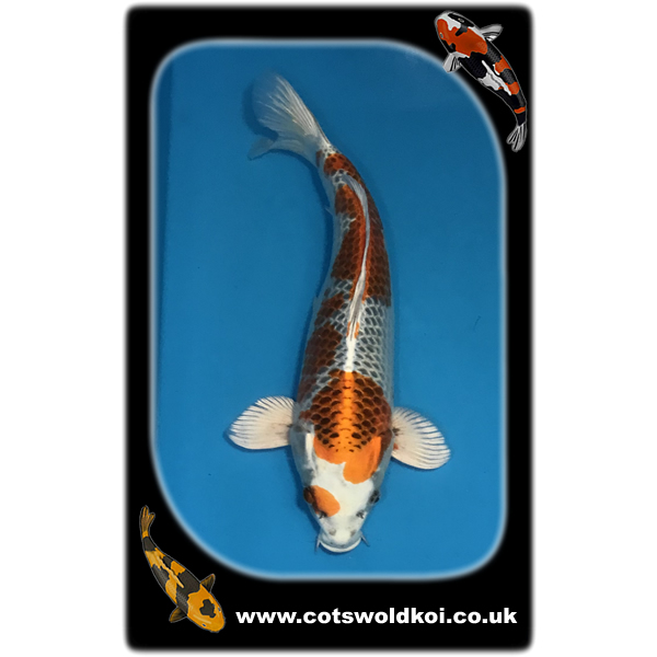 ref0046 Cotswold Koi