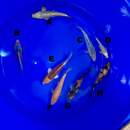 image3 web Cotswold Koi