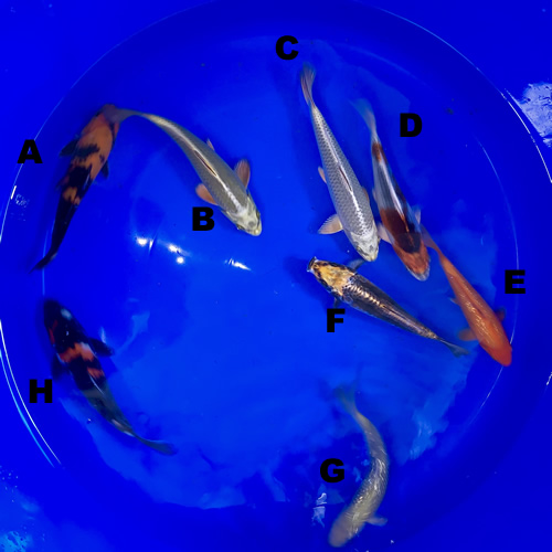 image4 web Cotswold Koi