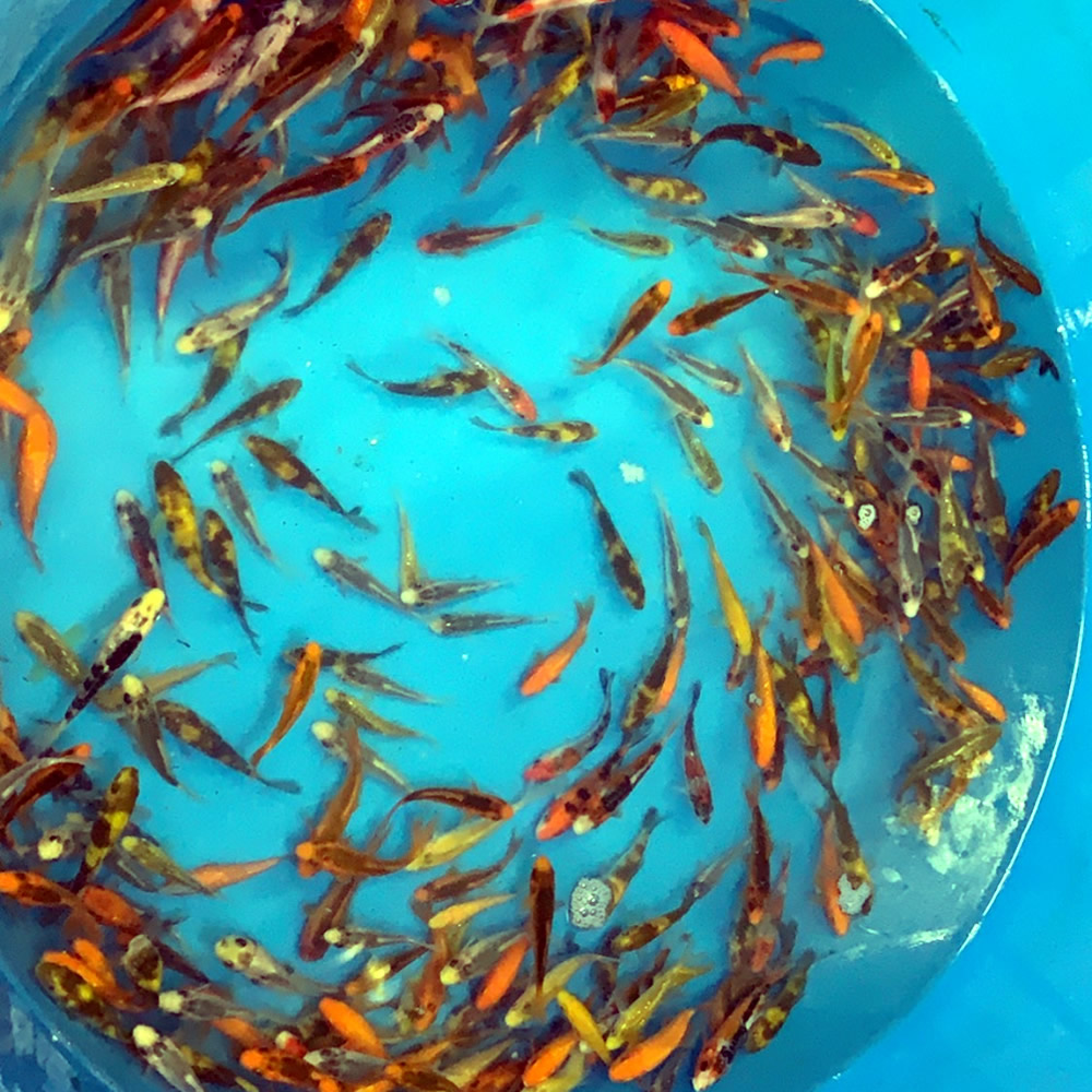 ref0053 Cotswold Koi