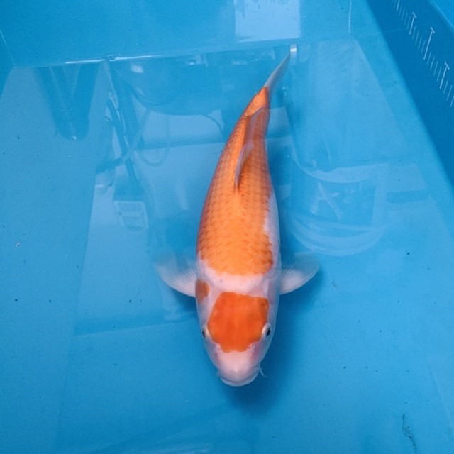 4BC1BAB78CE9416192945A07DE6D36EA Cotswold Koi