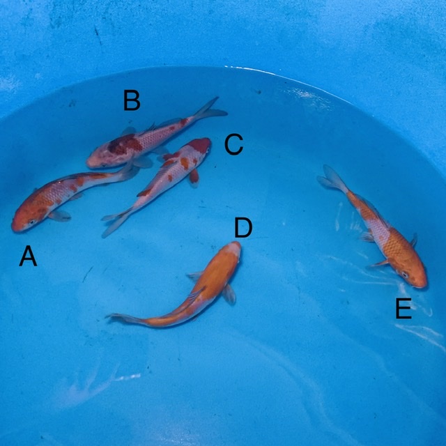 D48AF31B632E483FA1DE0BE139FC140F Cotswold Koi