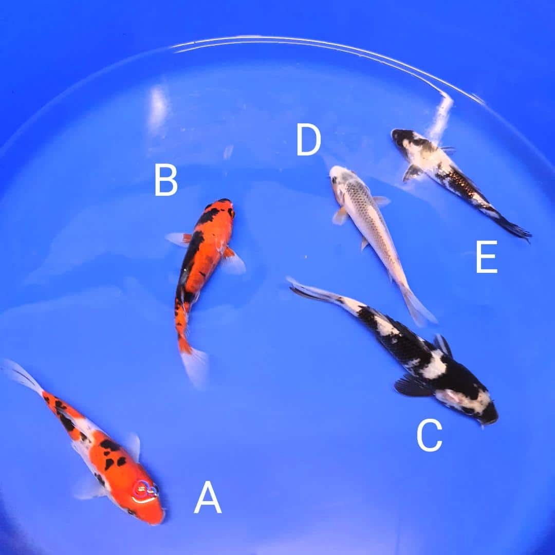 thumbnail (15) Cotswold Koi