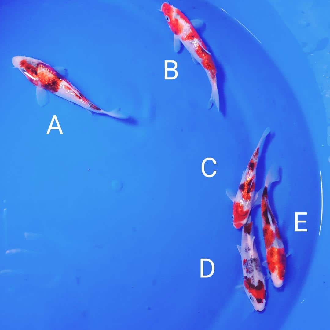 thumbnail (17) Cotswold Koi