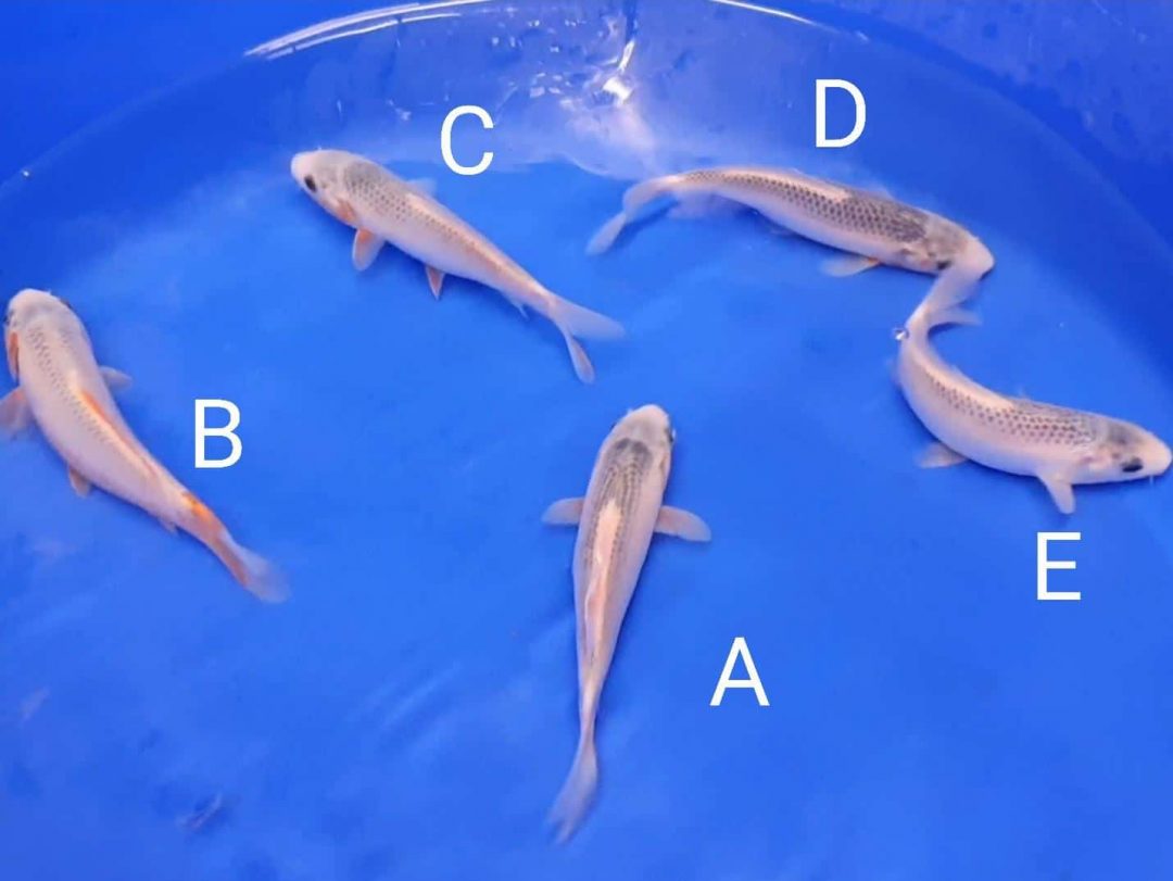 thumbnail (18) Cotswold Koi