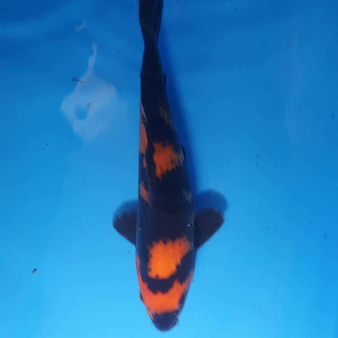 thumbnail (5) Cotswold Koi