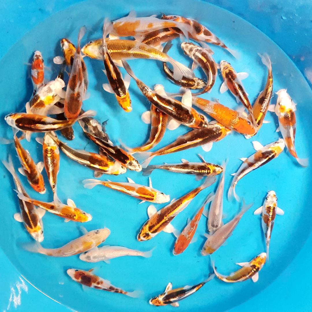Small Nisai Mix ref0101 cotswold koi Koi carp Kaneko