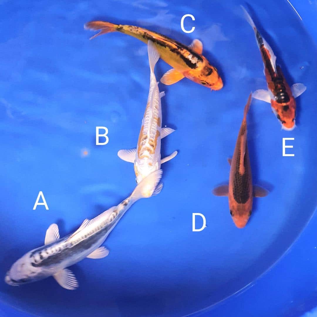 thumbnail (33) Cotswold Koi