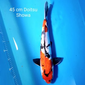 Doitsu Showa 45cm ref0112