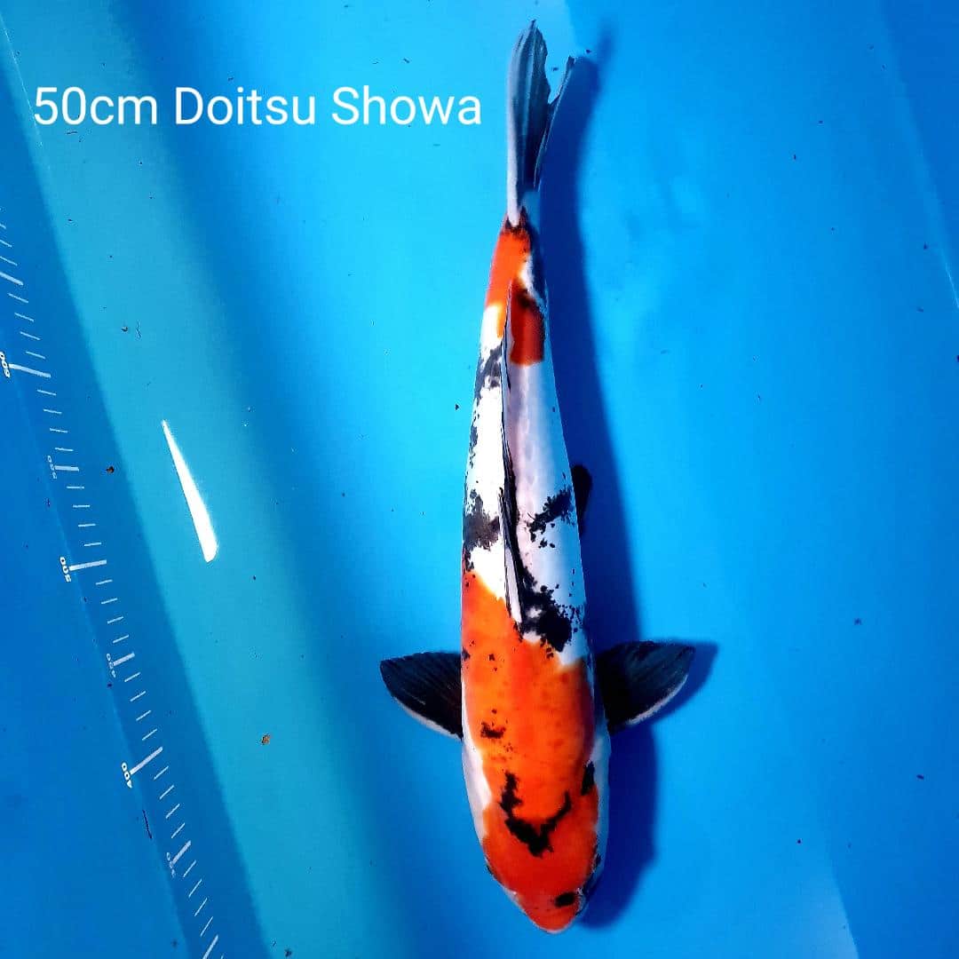 doitsu showa Cotswold Koi