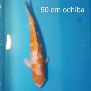 50cm Ochiba ref0116