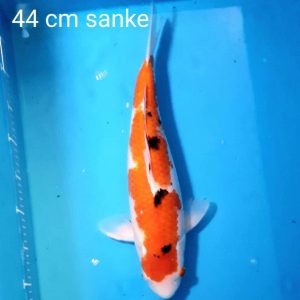 44cm Sanke ref0115