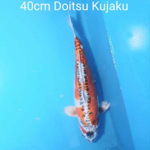 40cm Doitsu Kujaku ref0122