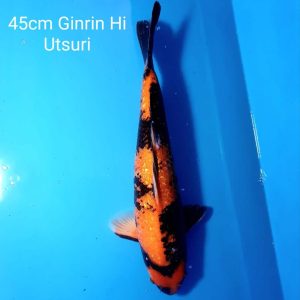 45cm Ginrin Hi Utsuri ref0119