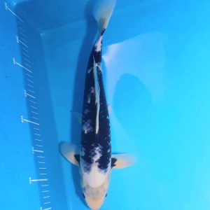 35cm Shiro Utsuri ref0136