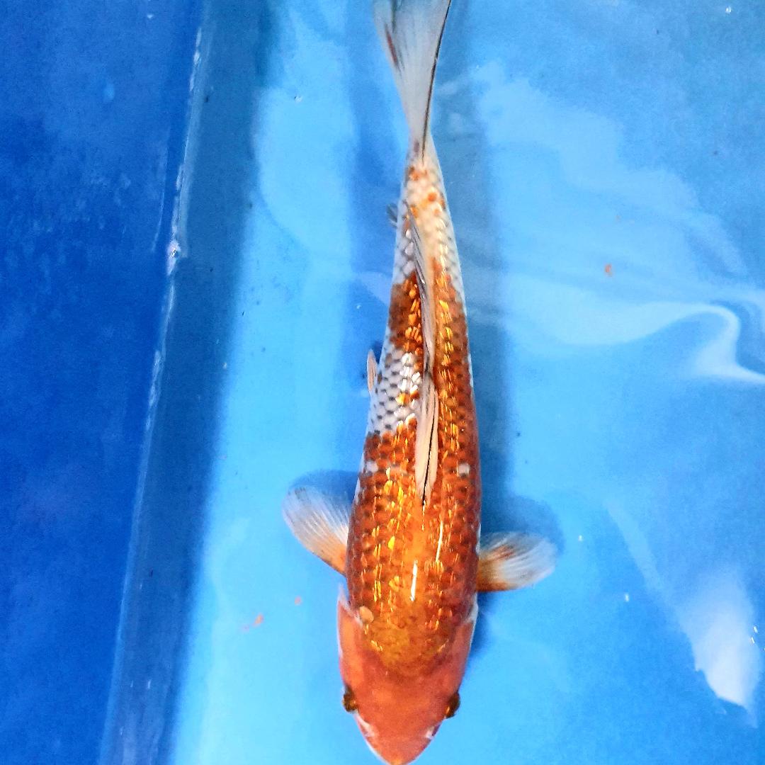 Ginrin Ochiba 1 Cotswold Koi