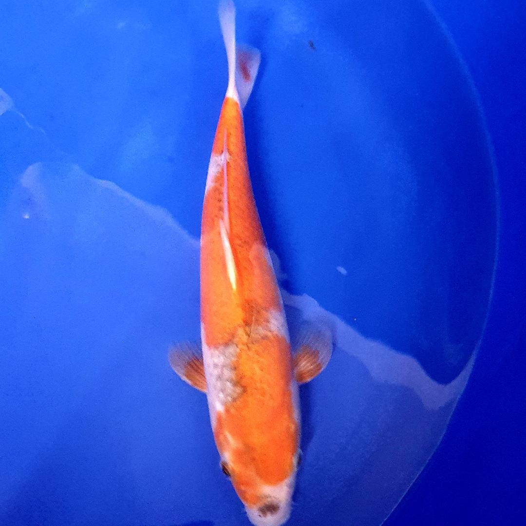 Goshiki 1 Cotswold Koi