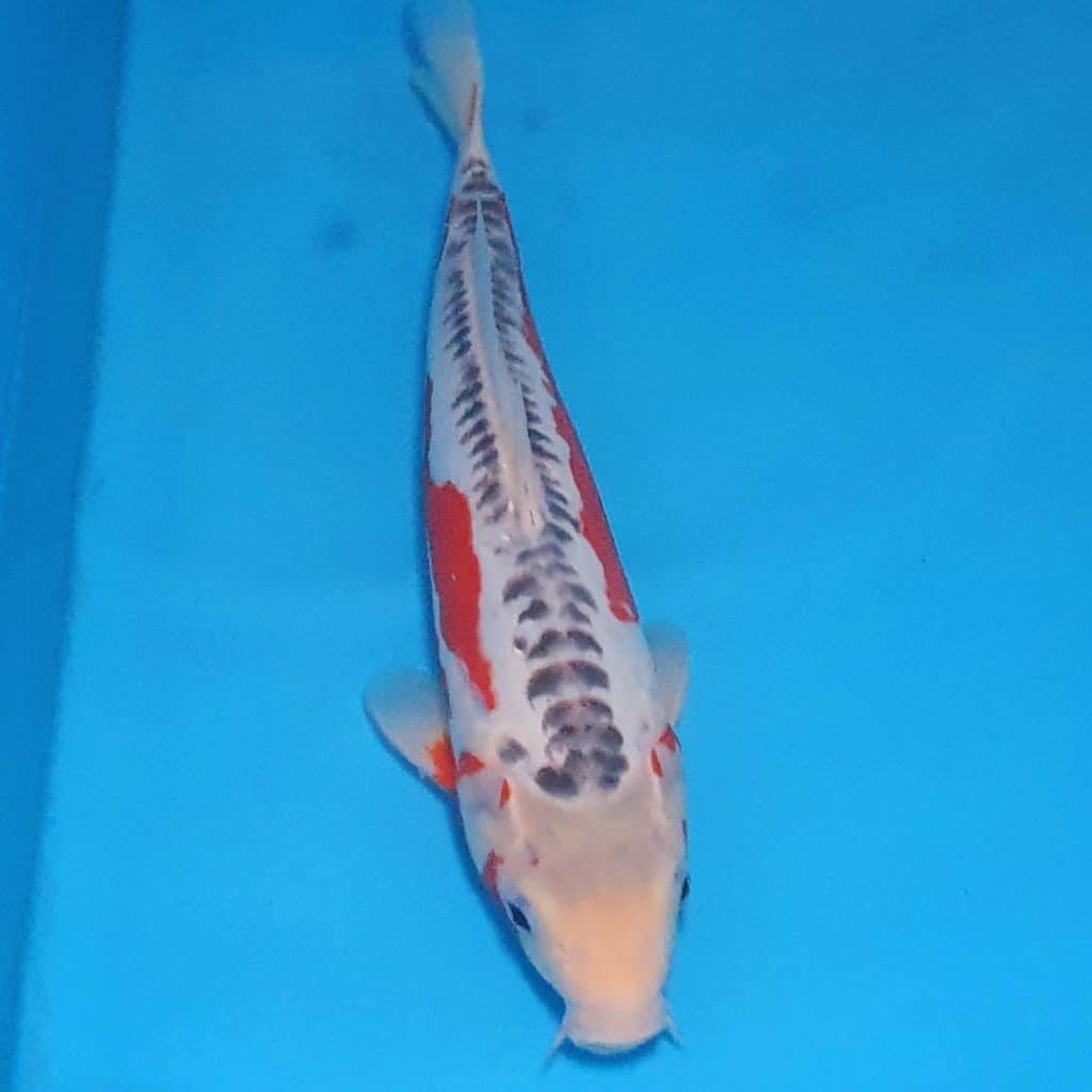 Koi Archives Page 2 of 4 Cotswold Koi