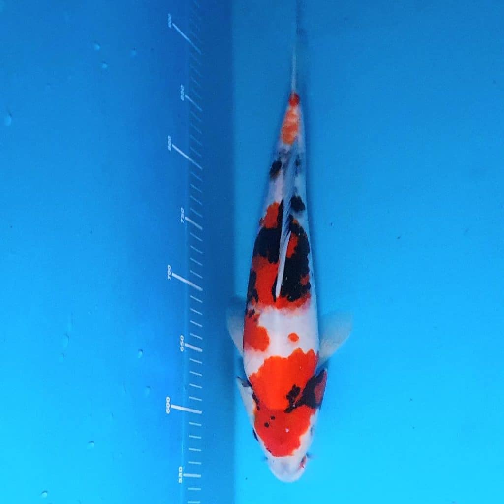 40cm Showa Cotswold Koi