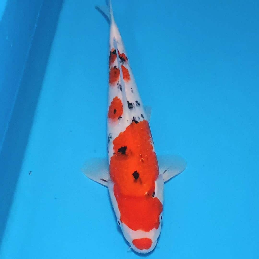 40cm Showa 2 Cotswold Koi