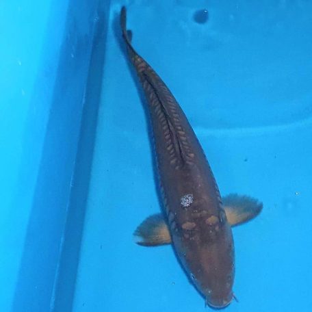 42cm Karasugoi 42cm Karasugoi