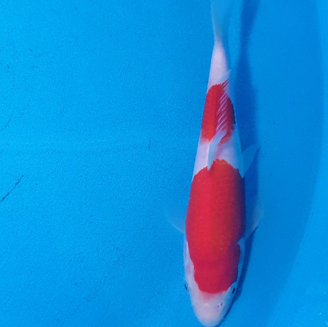 kohaku ref 213 Cotswold Koi