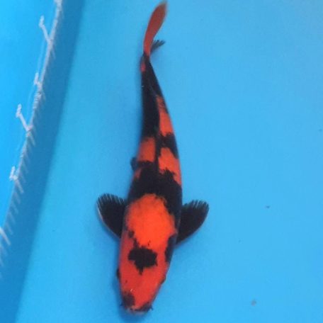 32cm Hi Utsuri 3 32cm Hi Utsuri 3