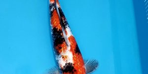 Discontinued products