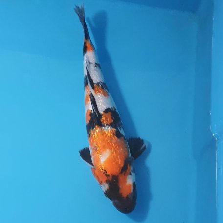 35cm gin rin showa 2 35cm gin rin showa 2