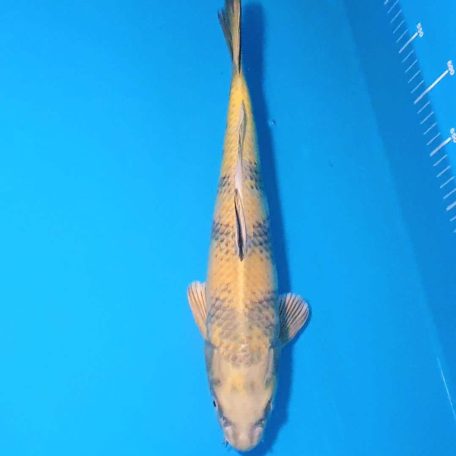 36cm Kin ki utsuri 36cm Kin ki utsuri