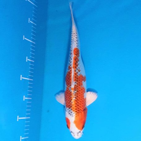 36cm Kujaku 36cm Kujaku