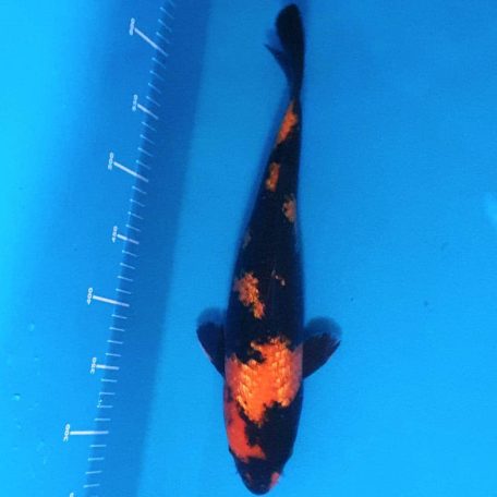 38cm Ginrin Hi Utsuri 38cm Ginrin Hi Utsuri