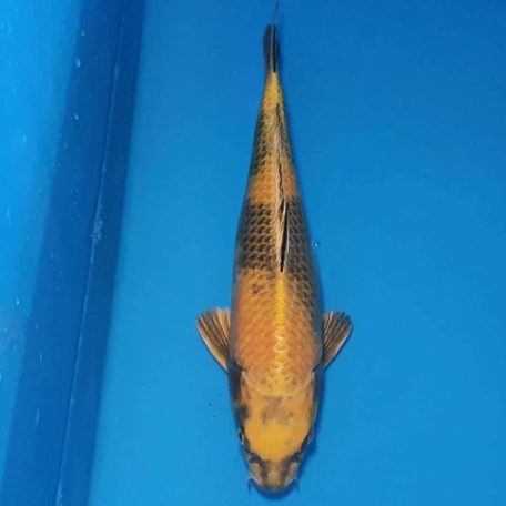 40cm Kin Ki Utsuri 40cm Kin Ki Utsuri