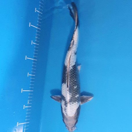 40cm kin shiro 2 40cm kin shiro 2