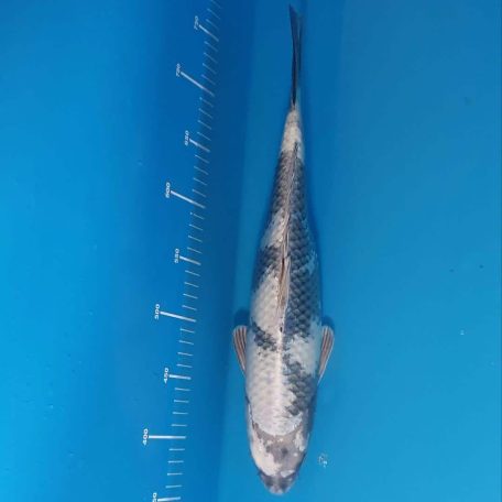 42cm Kin Shiro 42cm Kin Shiro