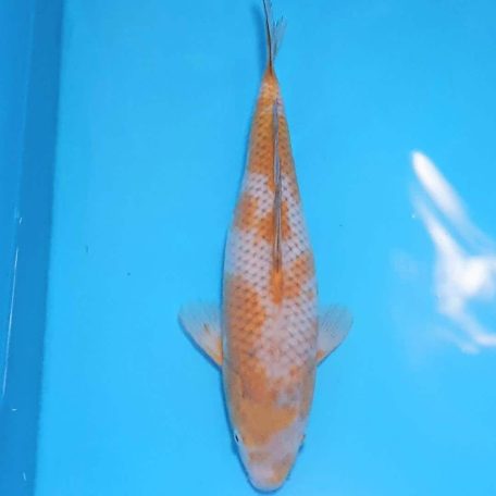 Ochiba 35cm Ochiba 35cm