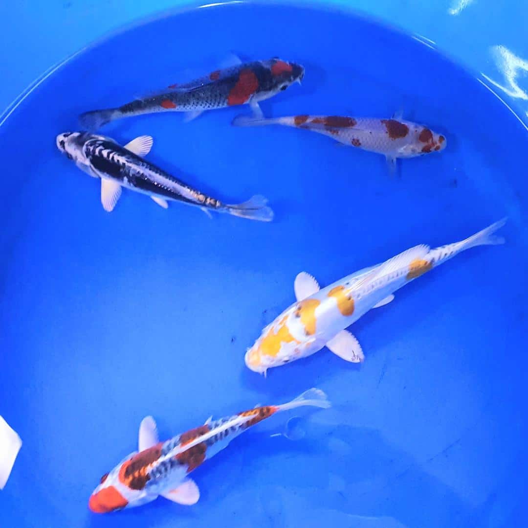 Glass Slides Cotswold Koi microscopes Koi care