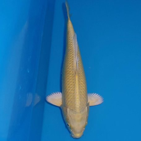 yamabuki ogon 34 yamabuki ogon 34