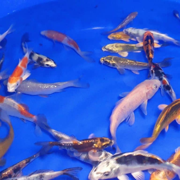 Contact Us Cotswold Koi