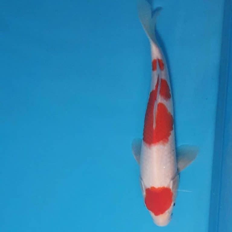 31cm Maruten Kohaku Ref0323 Cotswold Koi Koi carp Ki Utsuri