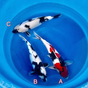 Hosokai mix 130223 Ref0335