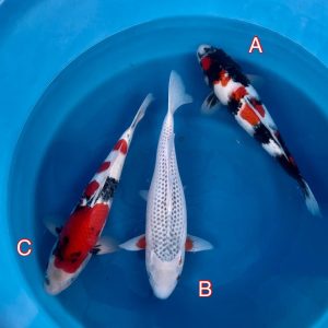 Hosokai mix 130223 Ref0336