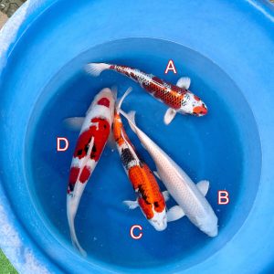 Hosokai mix 130223 Ref0338