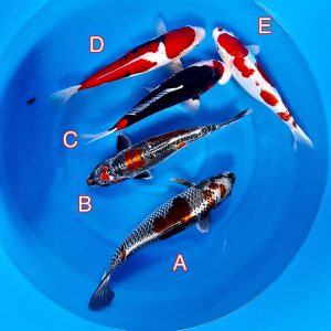 Ikarasho Ozumi mix 130223 Ref0339