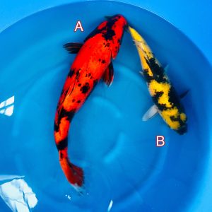 Maruhiro mix 140223 Ref0348