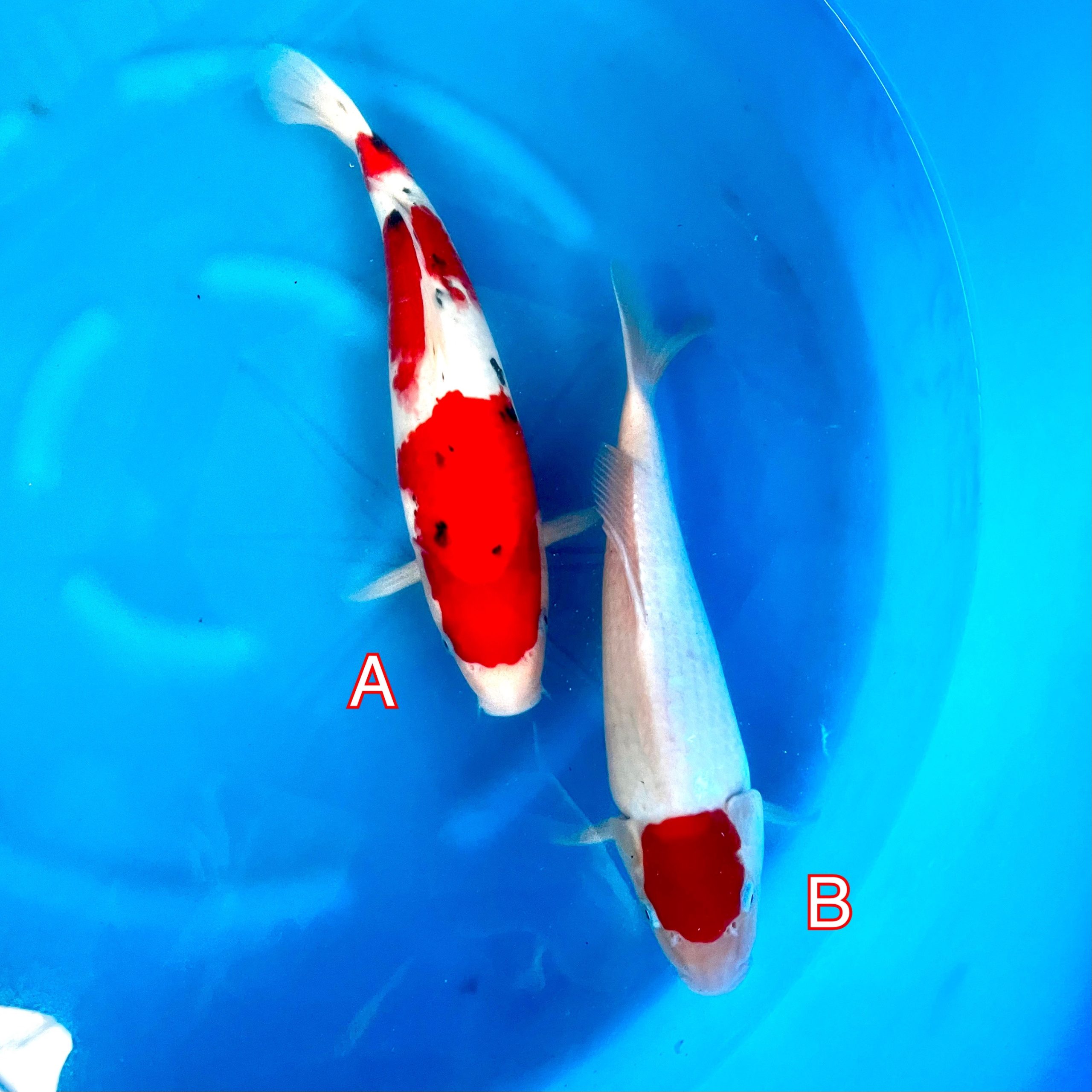 You_Doodle_2023-02-14T09_23_12Z You_Doodle_2023-02-14T09_23_12Z